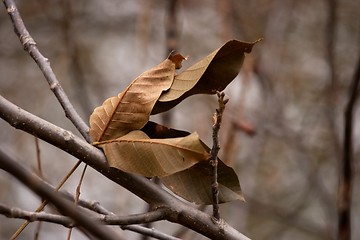 Image showing Leaves