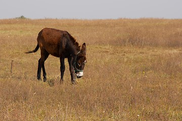 Image showing Donkey