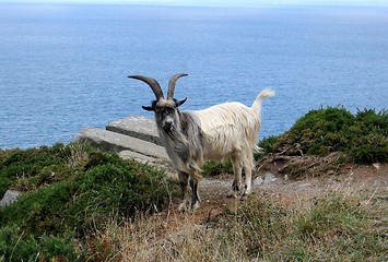 Image showing Goat