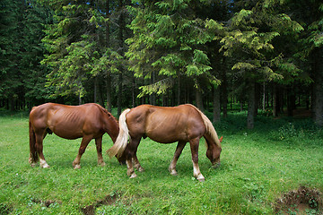 Image showing Horses