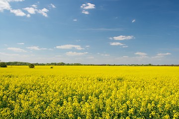 Image showing Agricultural field