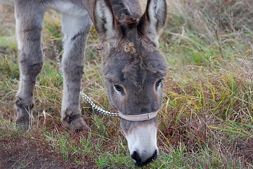 Image showing Donkey