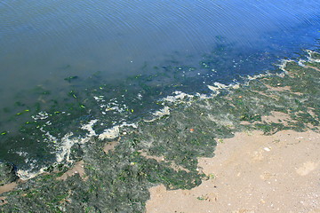 Image showing Green Algae