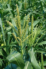 Image showing Corn Plants