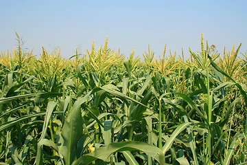 Image showing Corn Plants