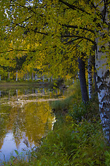 Image showing Fall colors