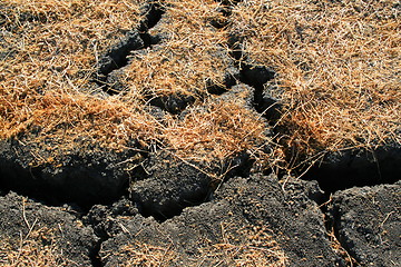 Image showing Dry and Cracked Earth