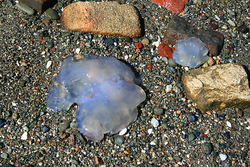 Image showing Dead Jellyfish
