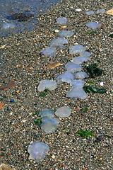 Image showing Dead Jellyfish
