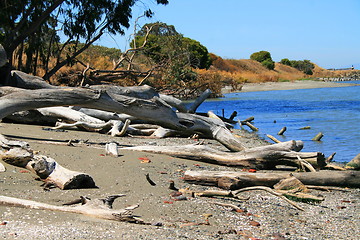 Image showing Driftwood