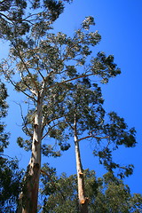 Image showing Eucalyptus Trees