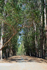 Image showing Road In A Park