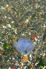 Image showing Jellyfish