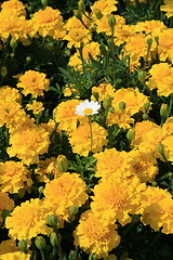 Image showing Marigold Flowers and a Daisy Flower