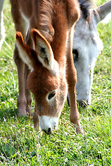 Image showing Donkey