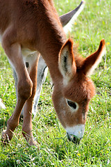 Image showing Donkey