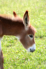 Image showing Donkey