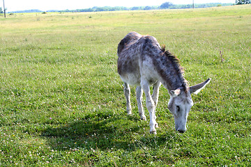 Image showing Donkey