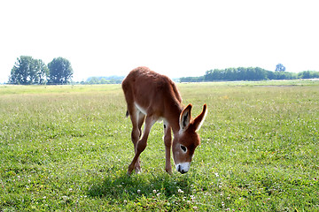 Image showing Donkey