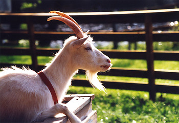 Image showing Goat