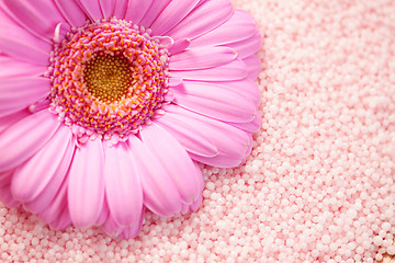 Image showing bath salt with gerbera