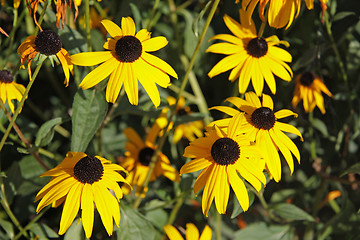 Image showing Yellow coneflower