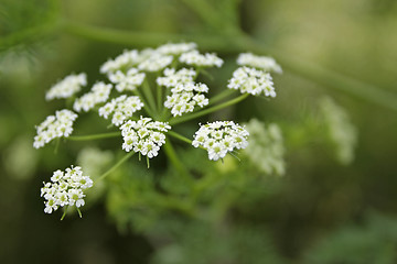 Image showing Yarrow