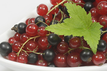 Image showing Currants