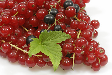 Image showing Currants