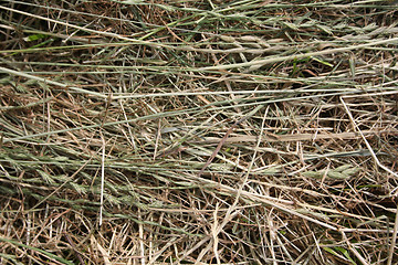 Image showing Hay