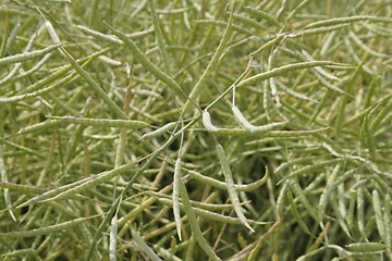 Image showing Rapeseed