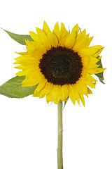 Image showing Sunflower