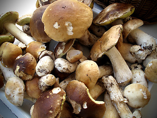 Image showing Mushrooms