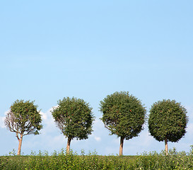 Image showing Four trees in row