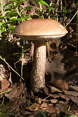 Image showing Edible mushroom in wood