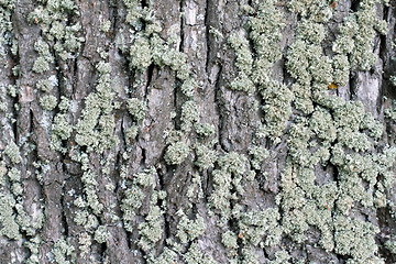 Image showing Moss on cortex tree