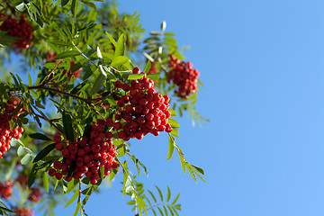 Image showing Branch of rowanberry