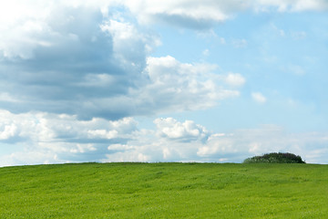 Image showing Green herb on background sky