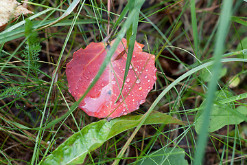 Image showing Red sheet with dewdrop