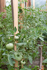 Image showing Green tomatoes in hothouse