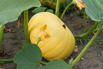 Image showing Yellow pumpkin grows on land