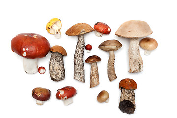 Image showing Different mushrooms