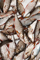 Image showing Fish in scales background