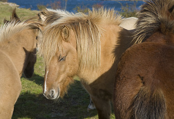 Image showing Icelandic horses