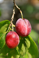 Image showing couple of plum on tree branch