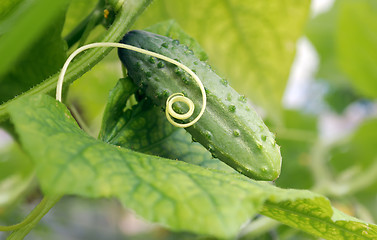 Image showing cucumber lying on the leaf