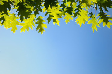 Image showing autumn green yellow leaves background