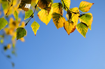 Image showing autumn green yellow leaves background