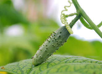 Image showing cucumber hanging in greenhouse