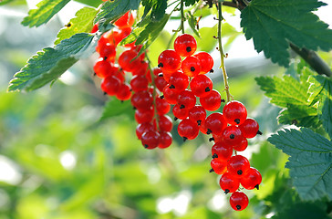 Image showing bunches of mellow red currant